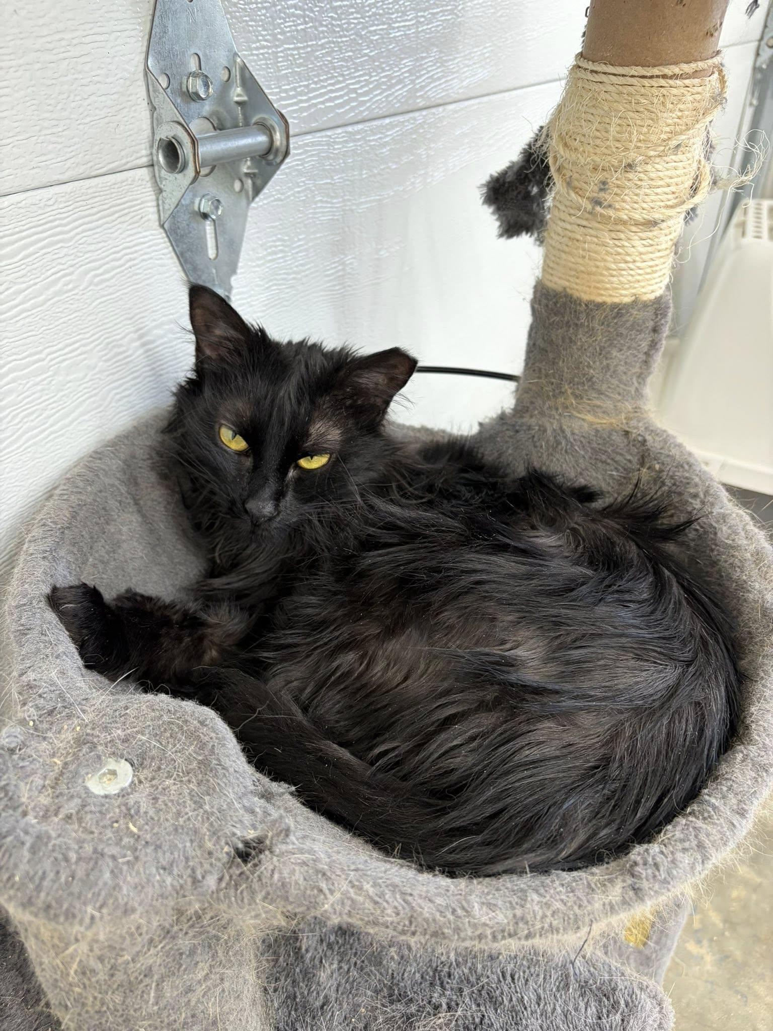 Lyse, a ADOPTABLE Domestic Long Hair in Clarksville, TN image 3/3