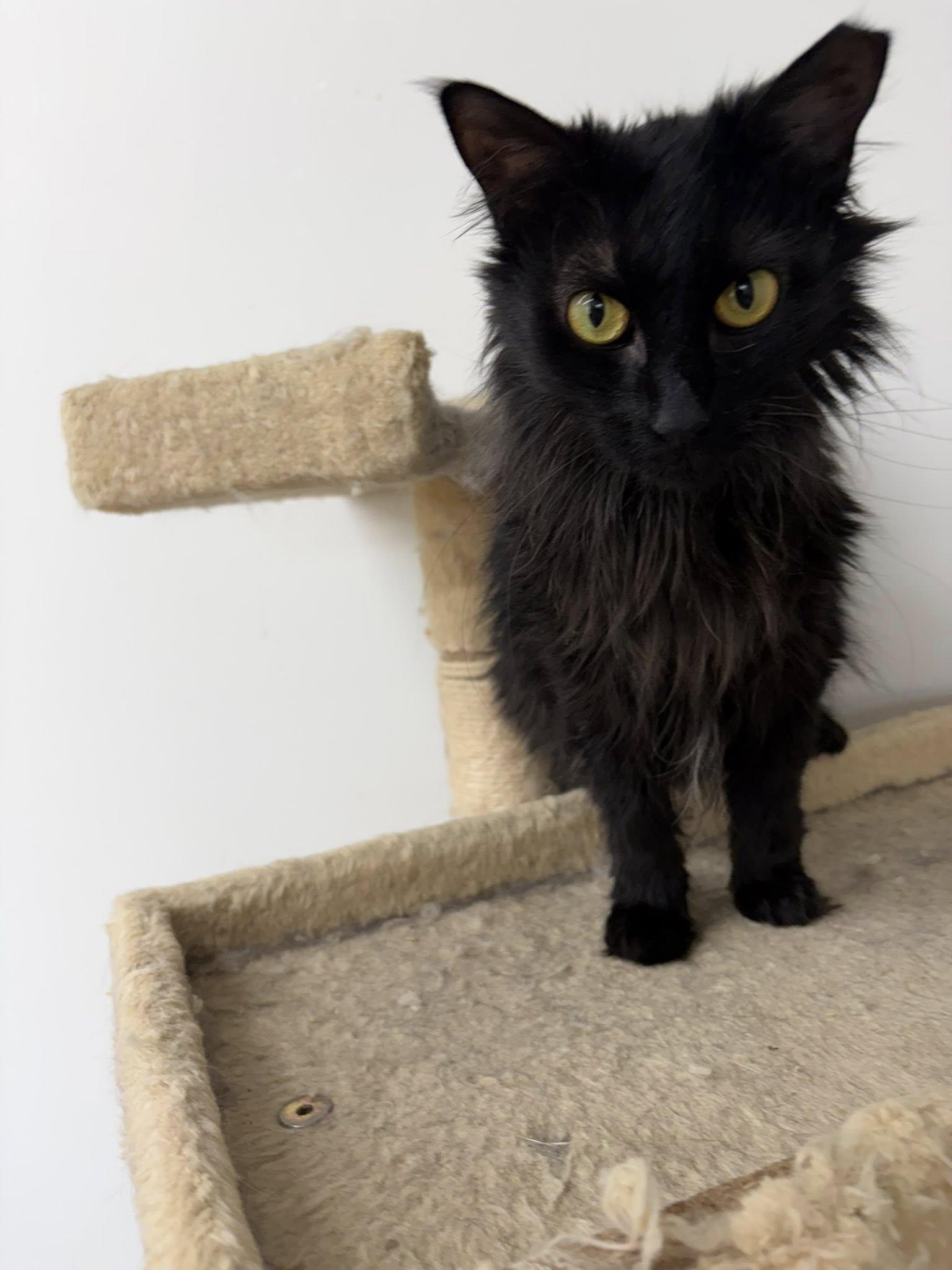 Lyse, a ADOPTABLE Domestic Long Hair in Clarksville, TN image 2/3