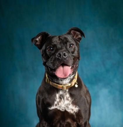 Enlarge Zhara, a ADOPTABLE mixed breed in Potsdam, NY image 1/1