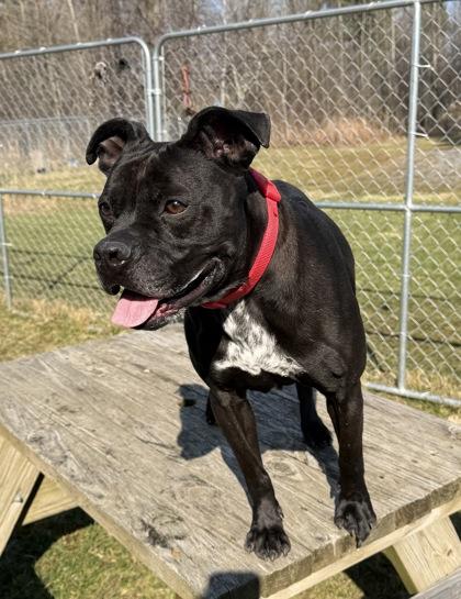 Enlarge Zhara, a ADOPTABLE mixed breed in Potsdam, NY image 3/3