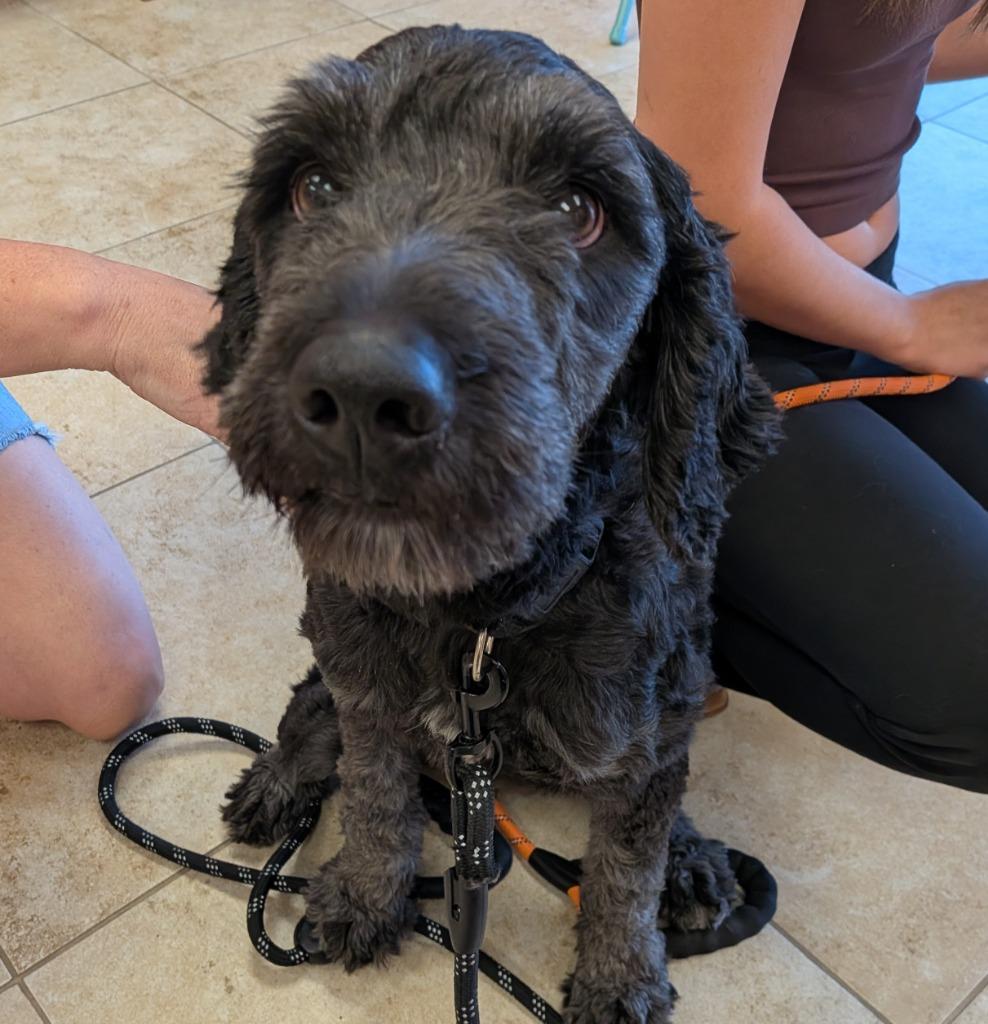Freya, Adoptable, Adult Female Poodle & Bernese Mountain Dog.