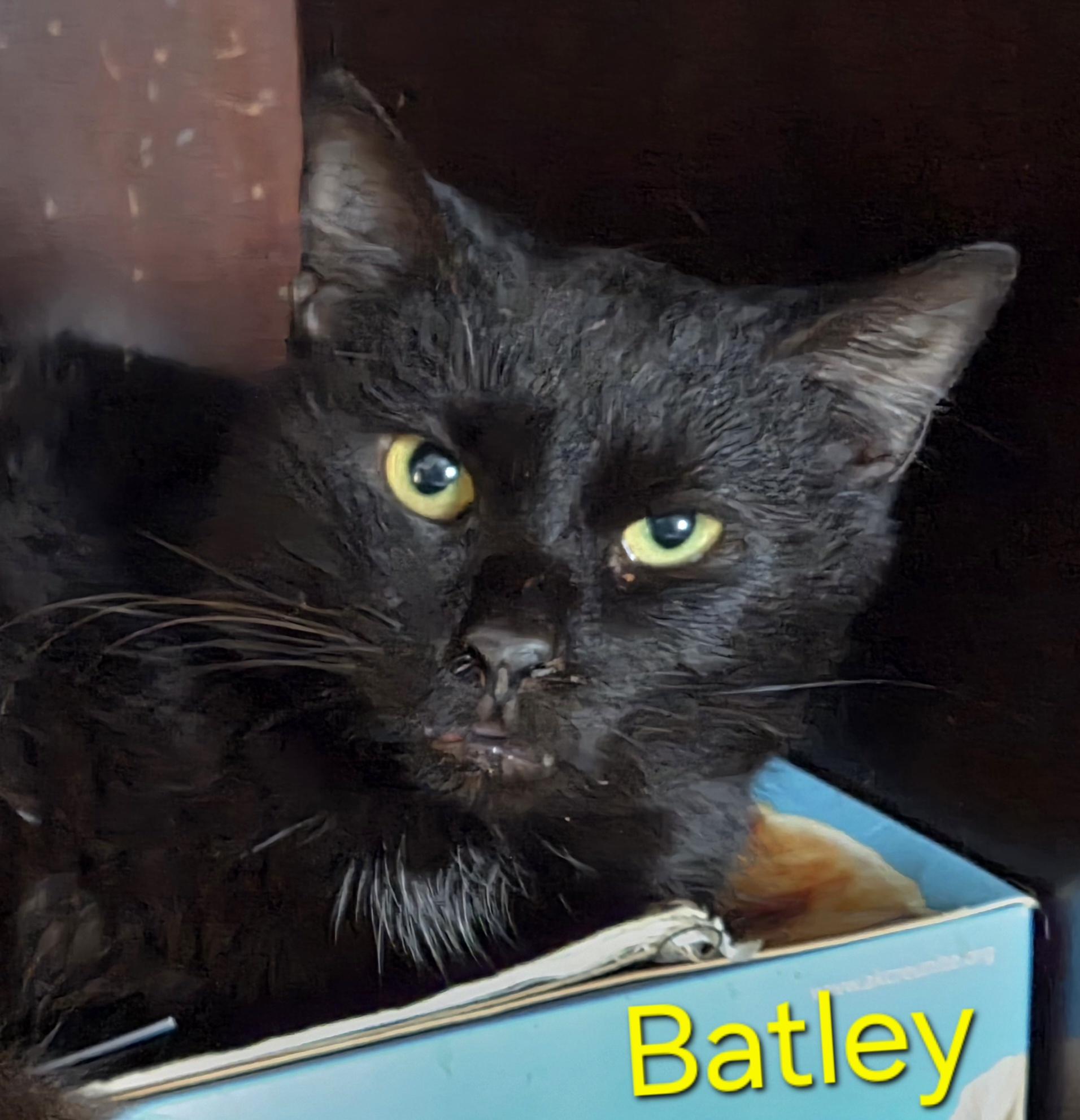 Enlarge Batley, a ADOPTABLE Domestic Short Hair in Greensburg, PA image 1/1