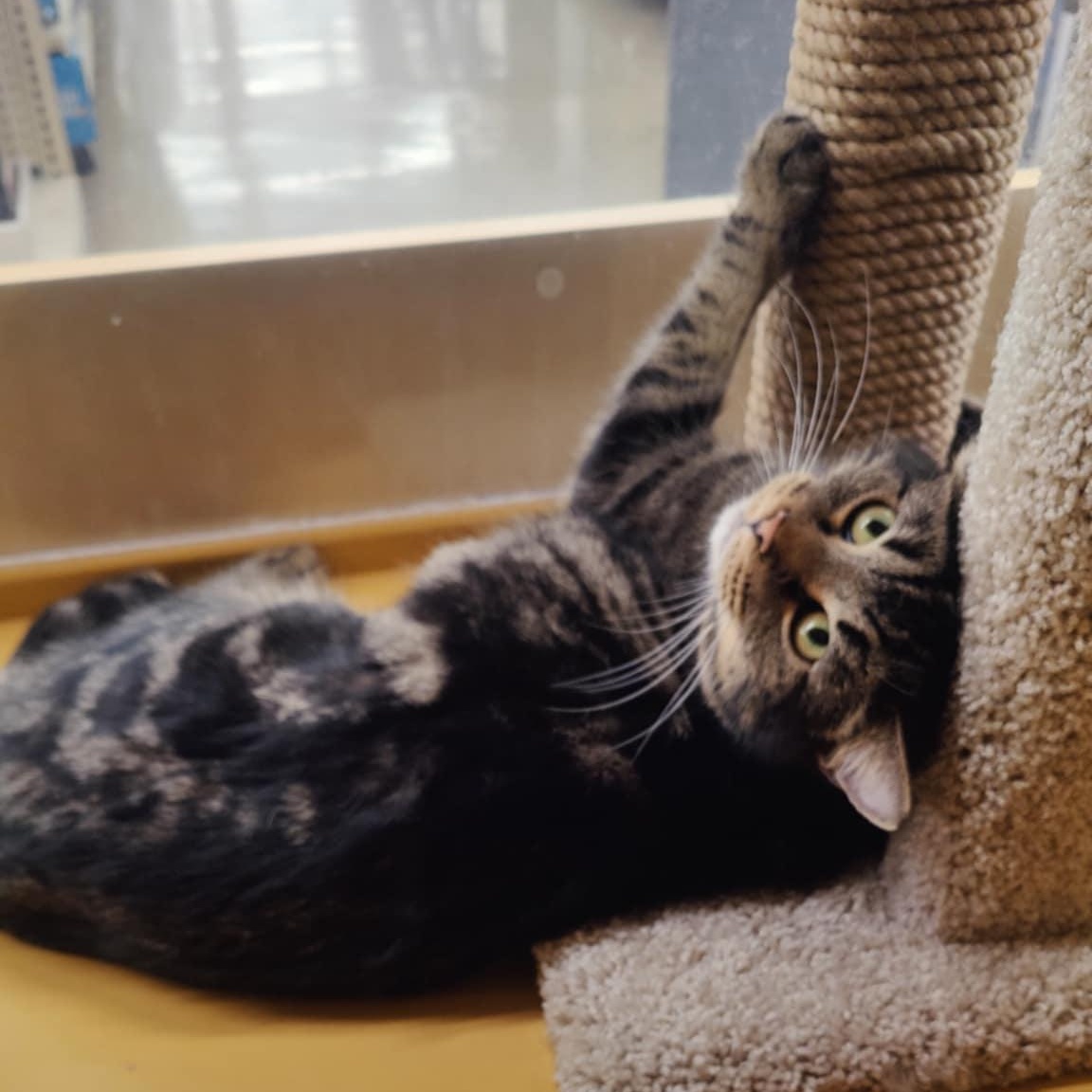 Enlarge Tootsie, a Adoptable mixed breed in SCOTTSDALE, AZ image 4/4
