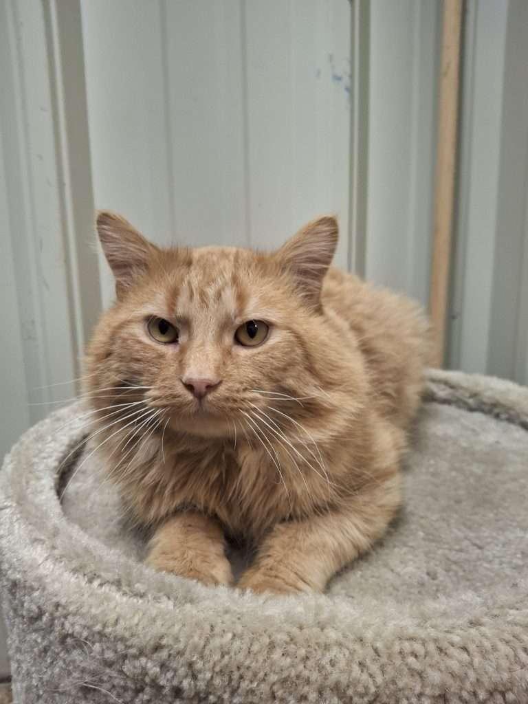 KLAUS, ADOPTABLE, Adult Male Domestic Medium Hair.