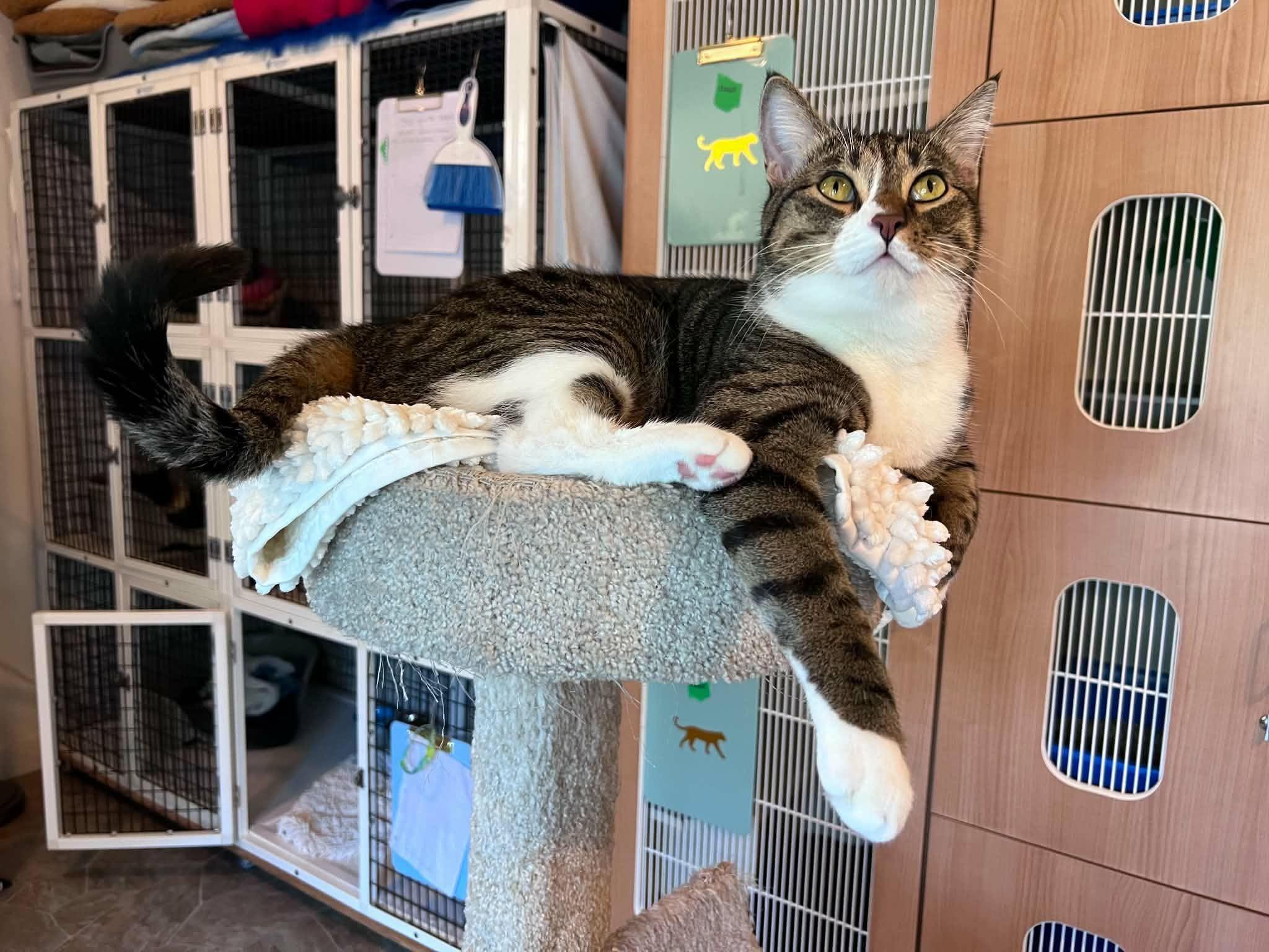 Hobbes, Adoptable, Young Male Domestic Short Hair.