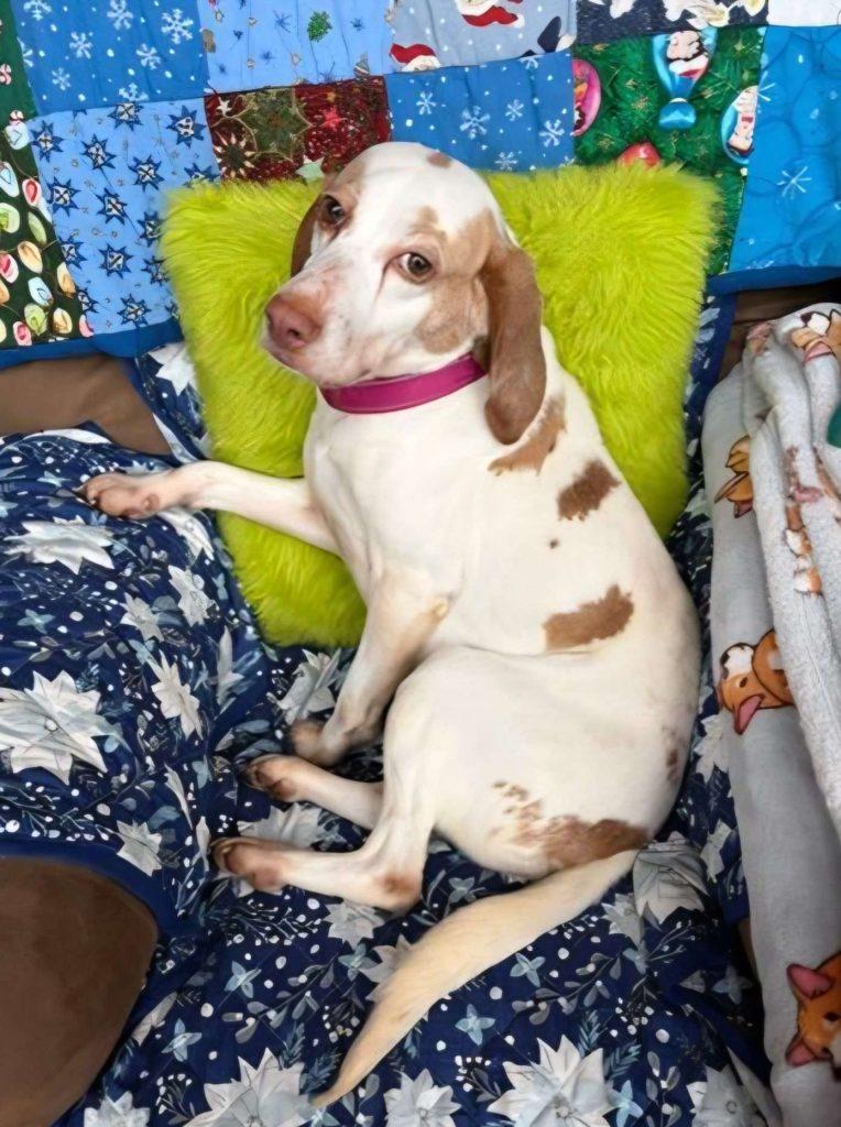 Enlarge CHAMUNDA, an adopted Mixed Breed in Ironwood, MI image 1/4