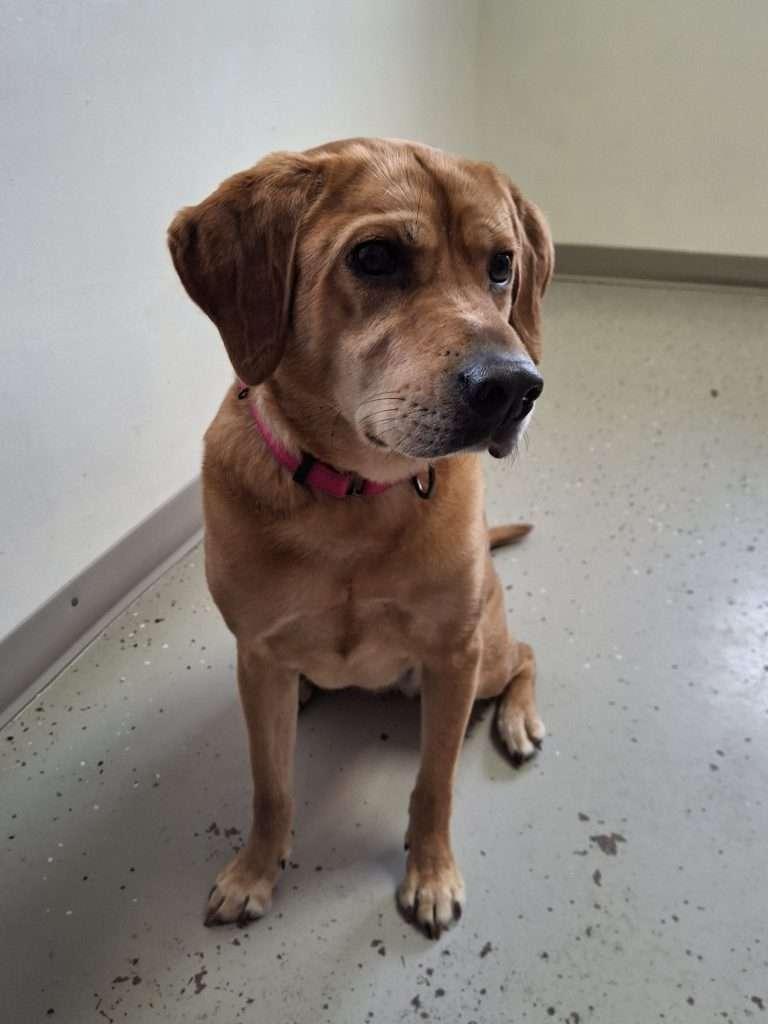 CHAMUNDA, adopted, Adult Female Mixed Breed.