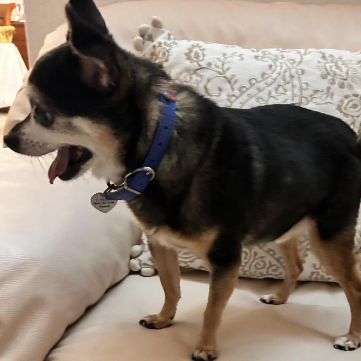 Enlarge Tuki, a ADOPTABLE mixed breed in Boca Raton, FL image 4/5