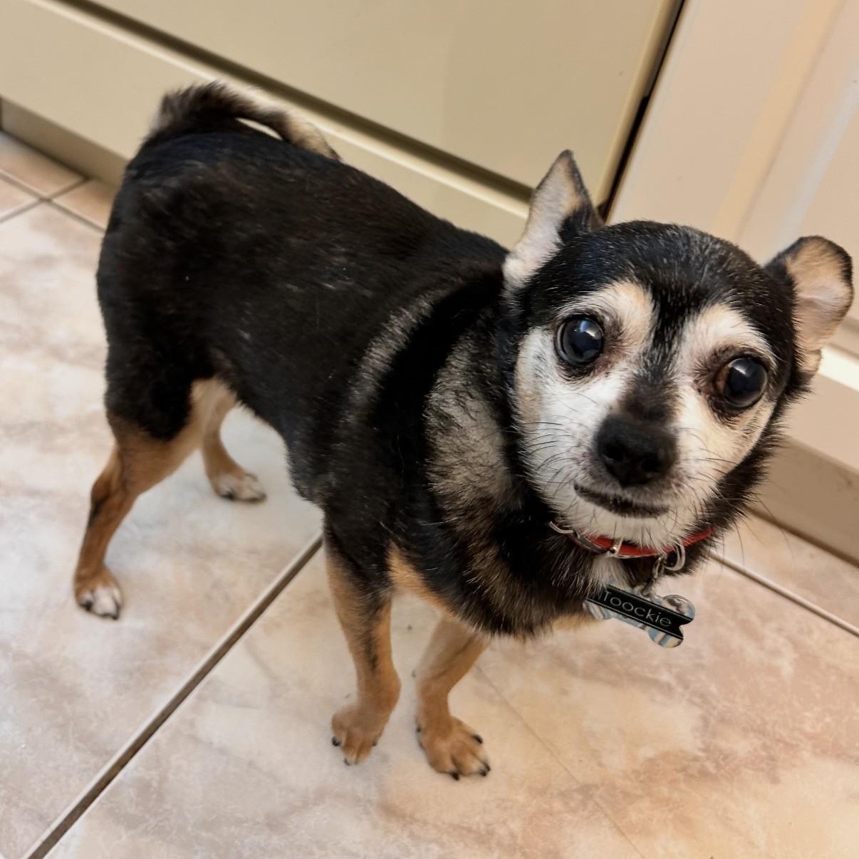 Enlarge Tuki, a ADOPTABLE mixed breed in Boca Raton, FL image 3/5