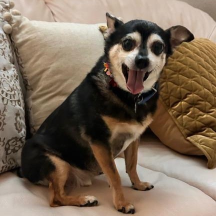 Tuki, ADOPTABLE, Senior Male Chihuahua.