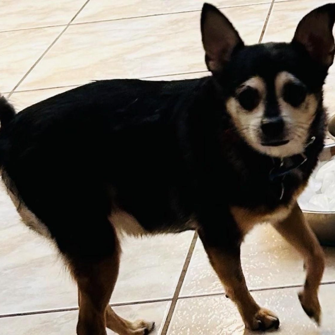 Enlarge Tuki, a ADOPTABLE mixed breed in Boca Raton, FL image 5/5