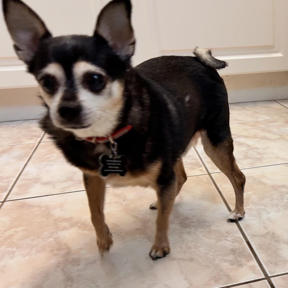 Enlarge Tuki, a ADOPTABLE mixed breed in Boca Raton, FL image 2/5