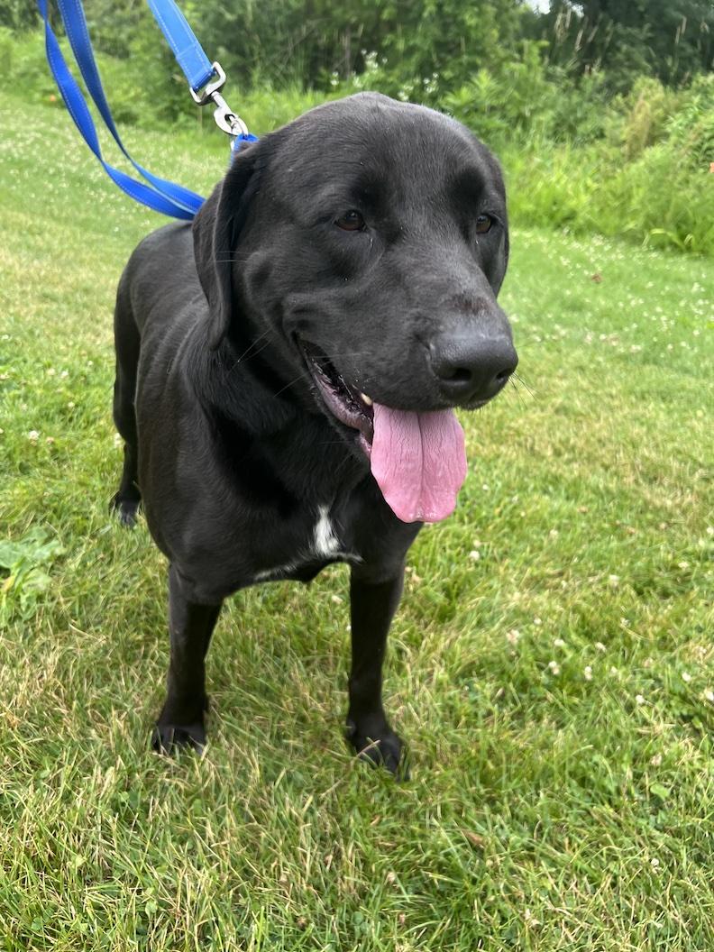 Tony-Not Accepting Applications Yet, a ADOPTABLE mixed breed in Medina, OH image 6/6