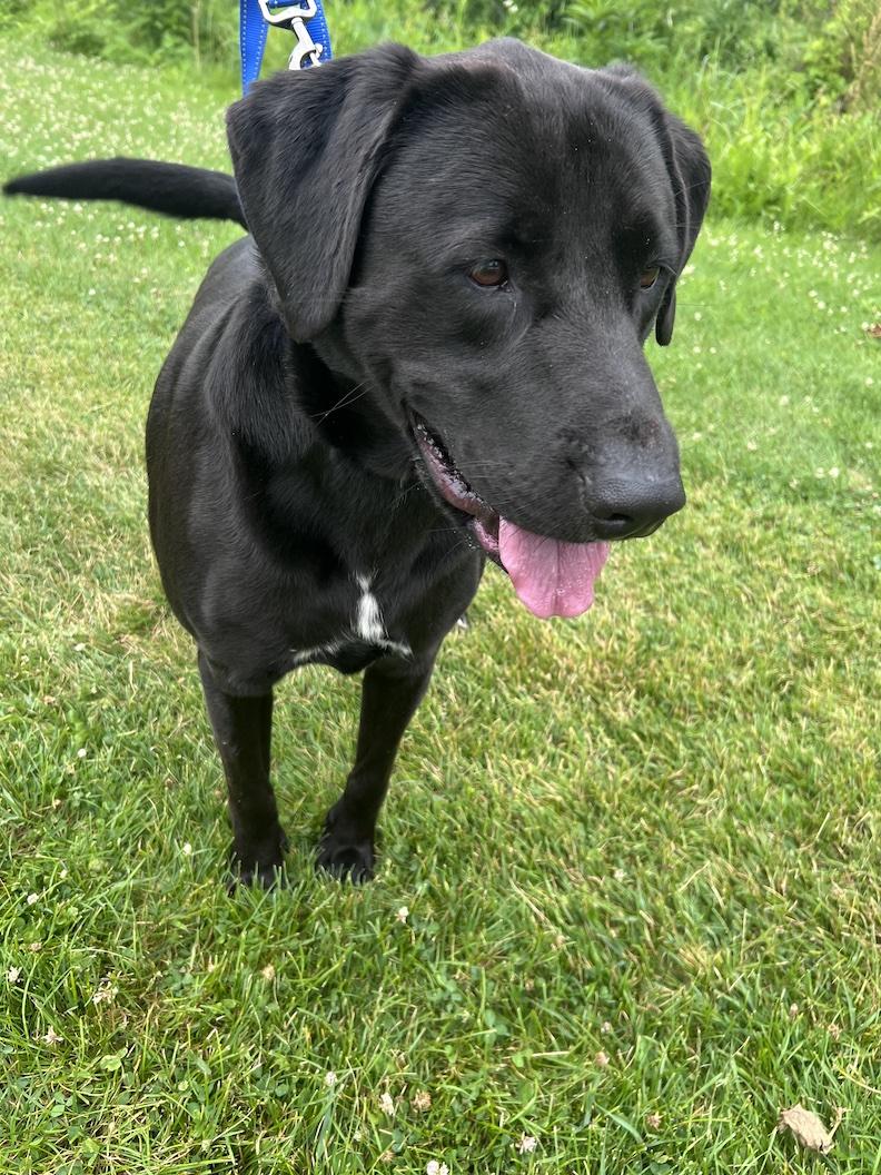 Tony-Not Accepting Applications Yet, a ADOPTABLE mixed breed in Medina, OH image 3/6