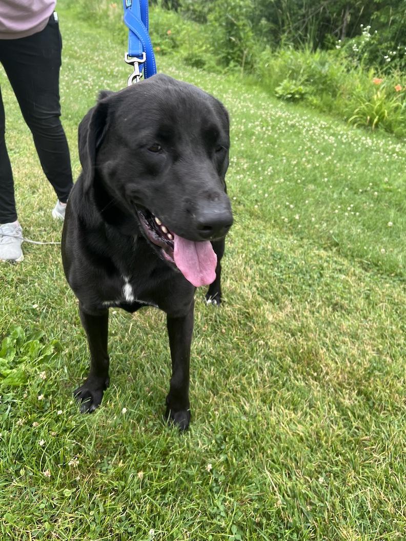Tony-Not Accepting Applications Yet, a ADOPTABLE mixed breed in Medina, OH image 5/6
