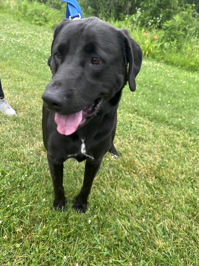 Tony-Not Accepting Applications Yet, a ADOPTABLE mixed breed in Medina, OH image 4/6