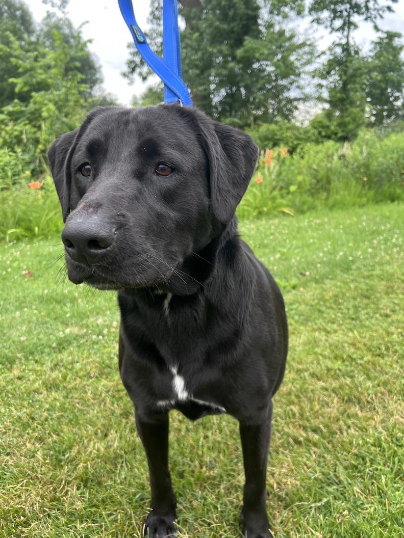 Tony-Not Accepting Applications Yet, a ADOPTABLE mixed breed in Medina, OH image 1/6