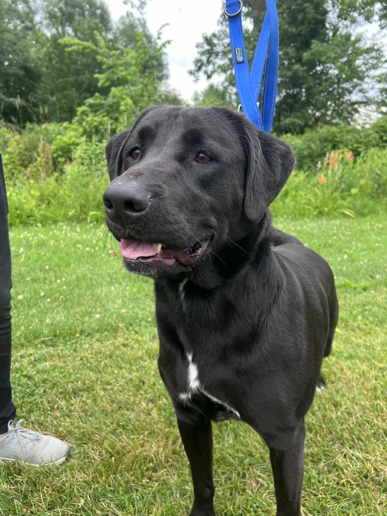 Tony-Not Accepting Applications Yet, a ADOPTABLE mixed breed in Medina, OH image 2/6