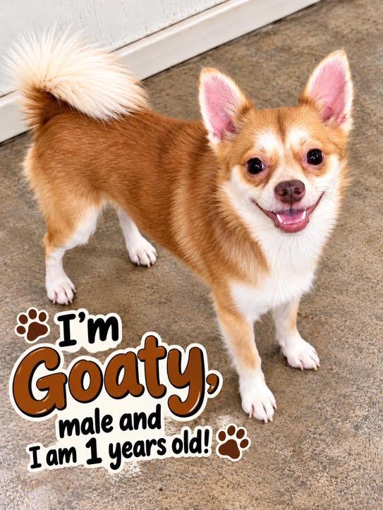 Enlarge Goatie, a Adopted mixed breed in Cedarburg, WI image 1/1