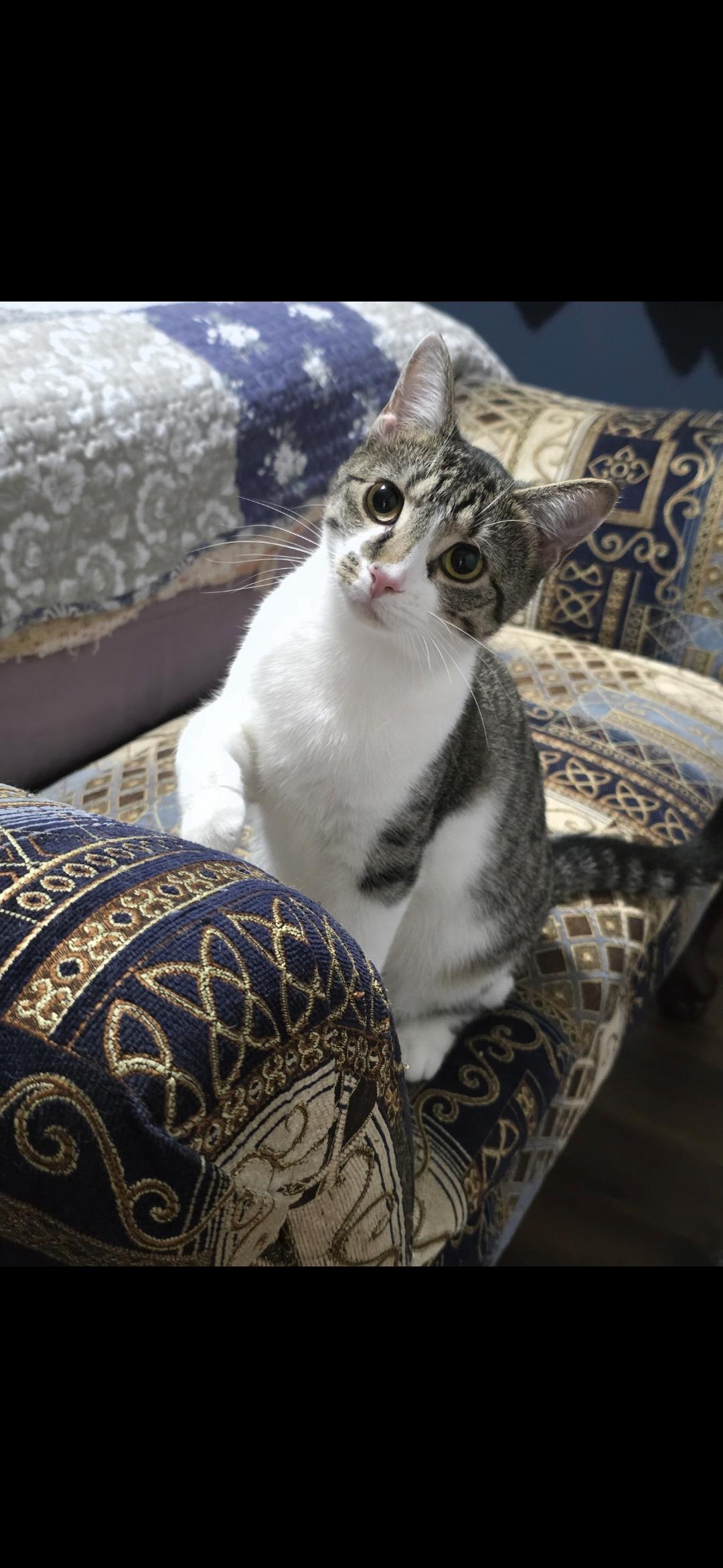 Enlarge SHIRLEY (RI), a Adoptable Domestic Medium Hair in Providence , RI image 3/6