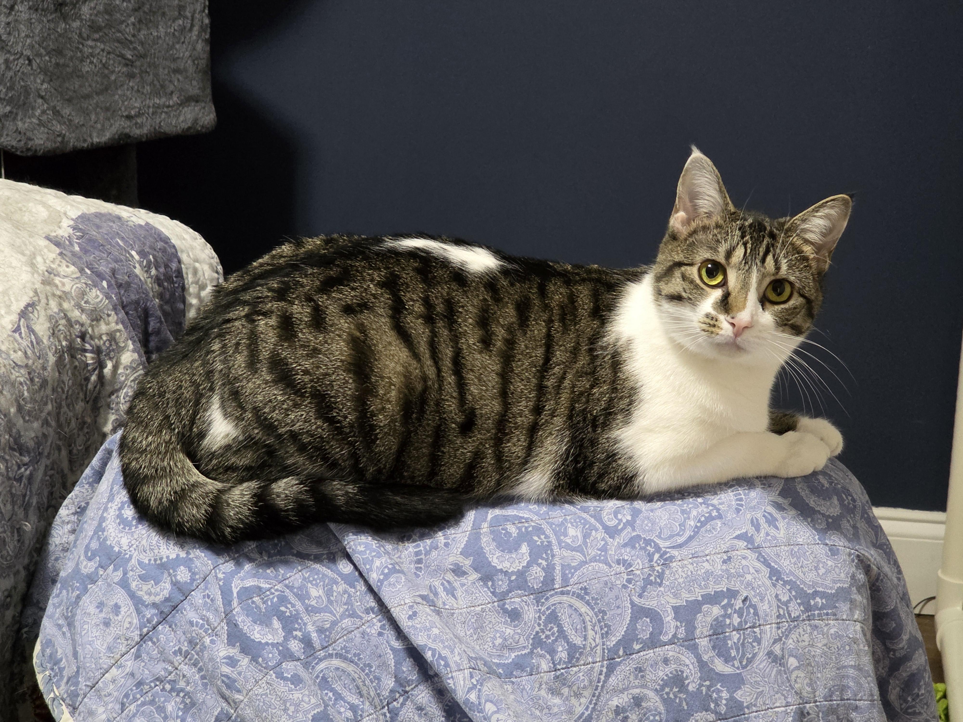 Enlarge SHIRLEY (RI), a Adoptable Domestic Medium Hair in Providence , RI image 2/6