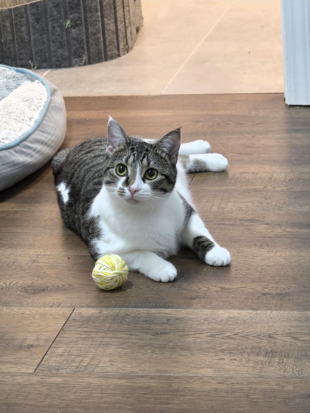Enlarge SHIRLEY (RI), a Adoptable Domestic Medium Hair in Providence , RI image 1/6