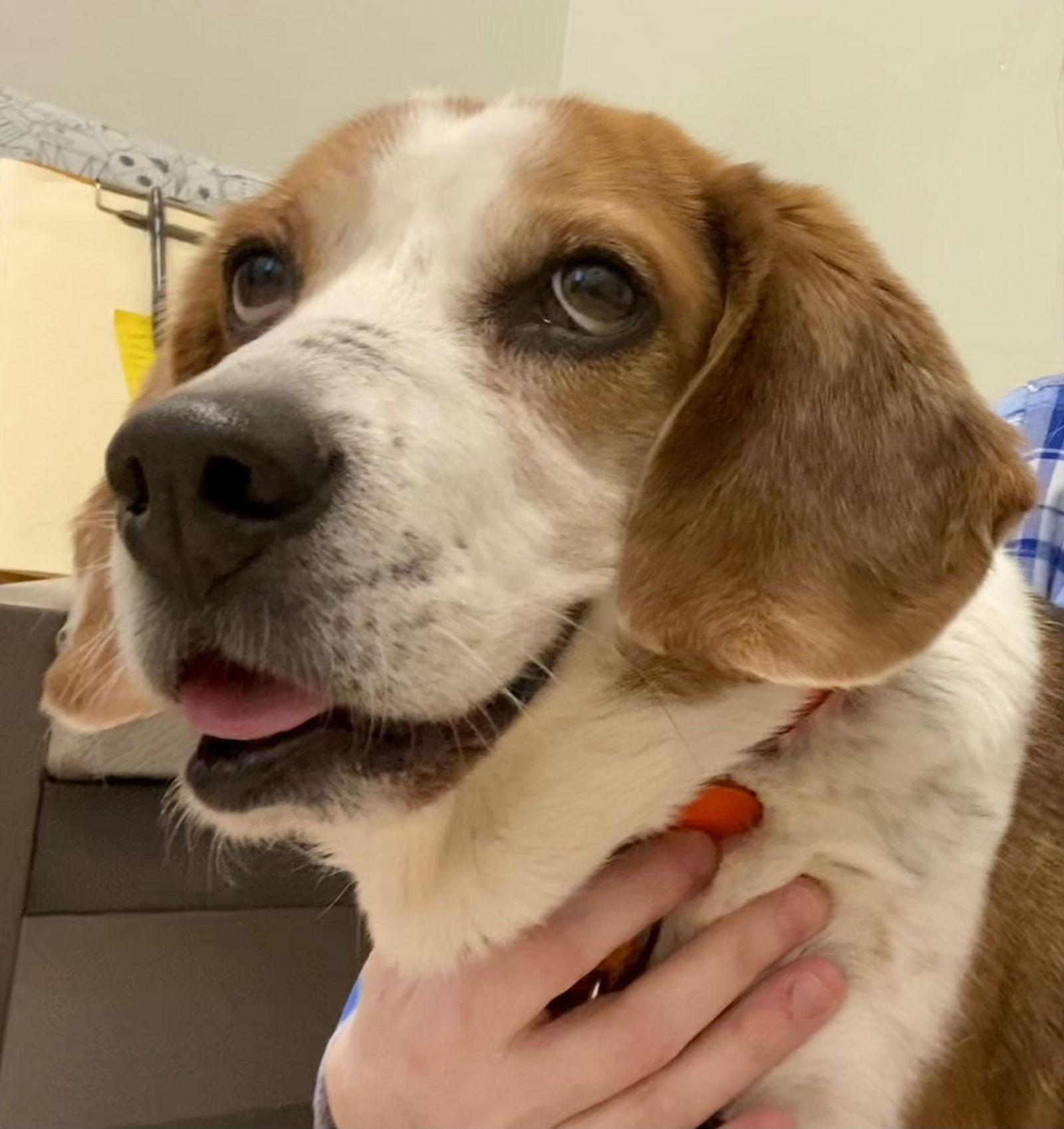 Charlie Brown, Adoptable, Senior Male Beagle.