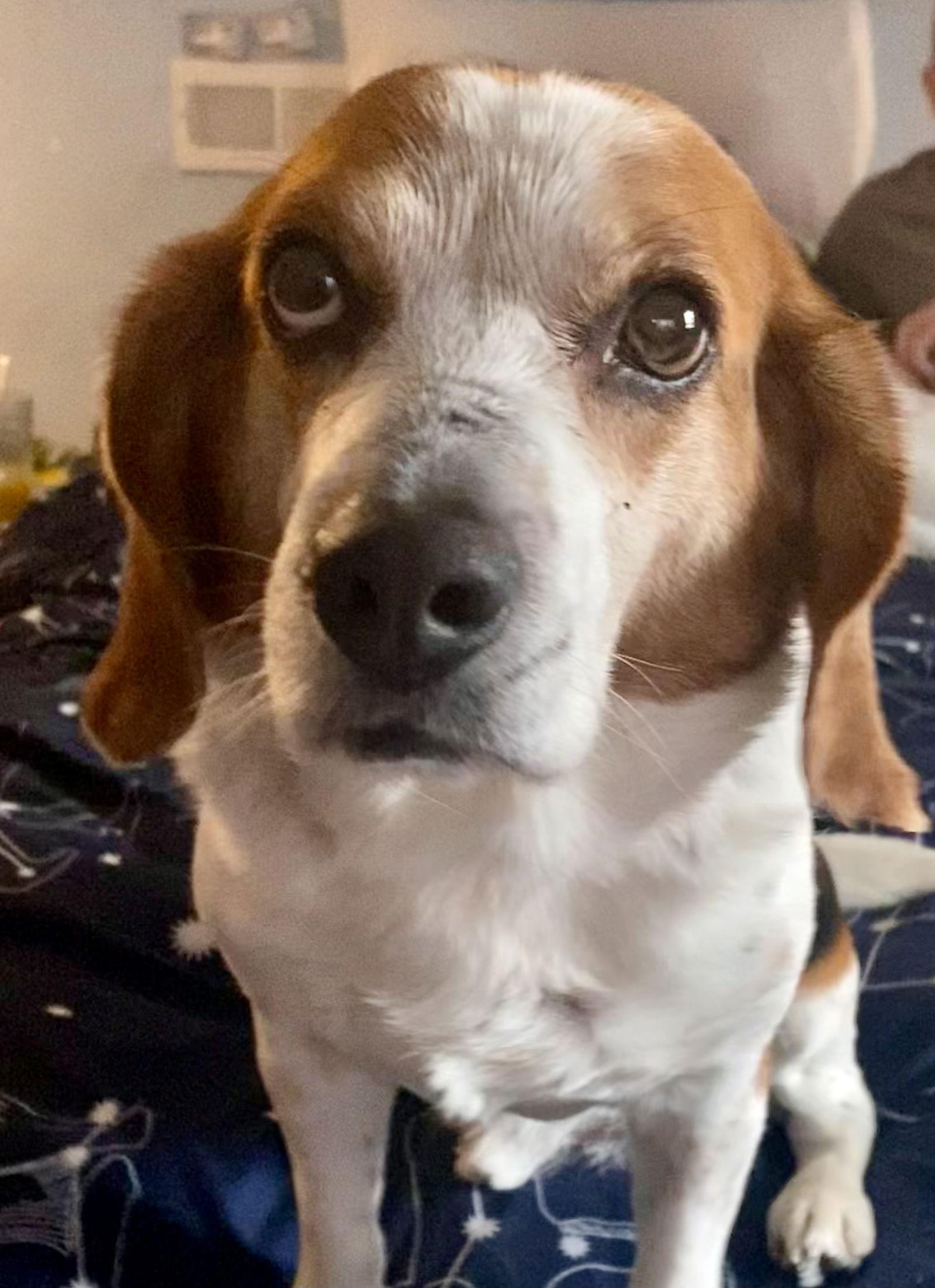 Enlarge Charlie Brown, a Adoptable Beagle in Chesapeake, VA image 2/5