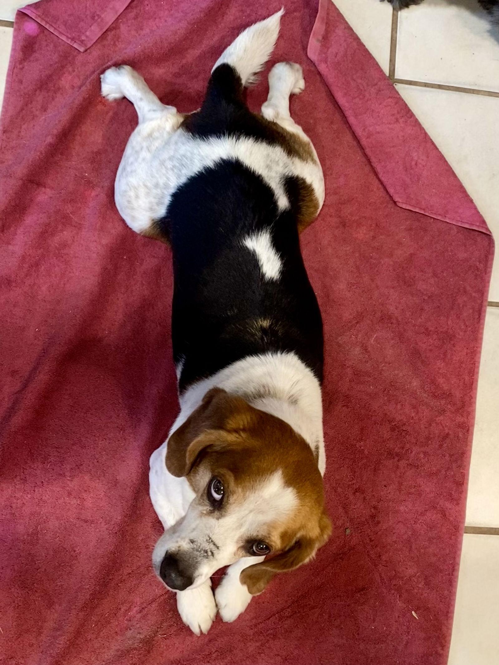 Enlarge Charlie Brown, a Adoptable Beagle in Chesapeake, VA image 3/5