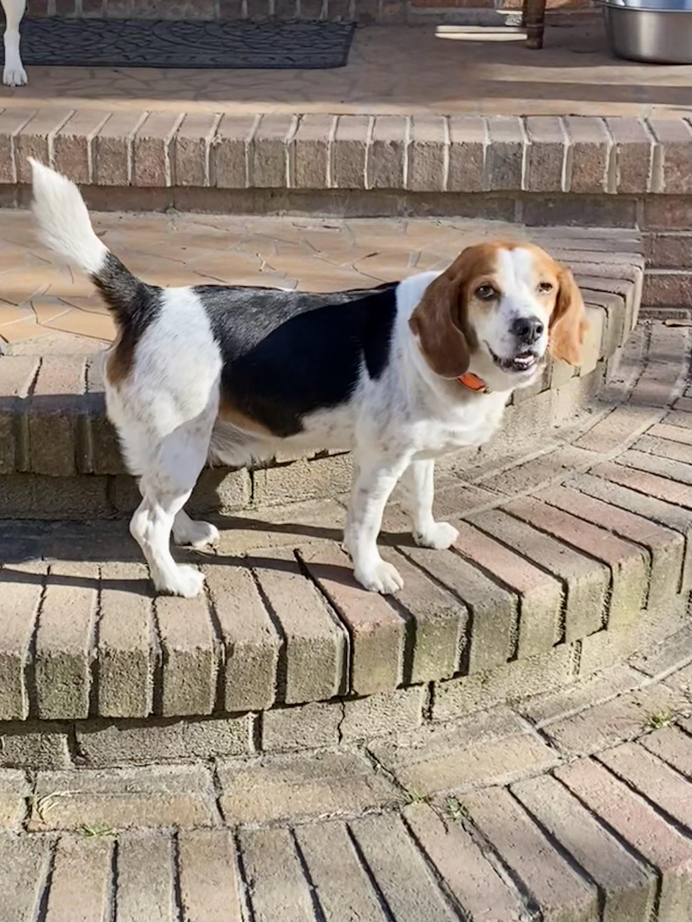 Enlarge Charlie Brown, a Adoptable Beagle in Chesapeake, VA image 4/5