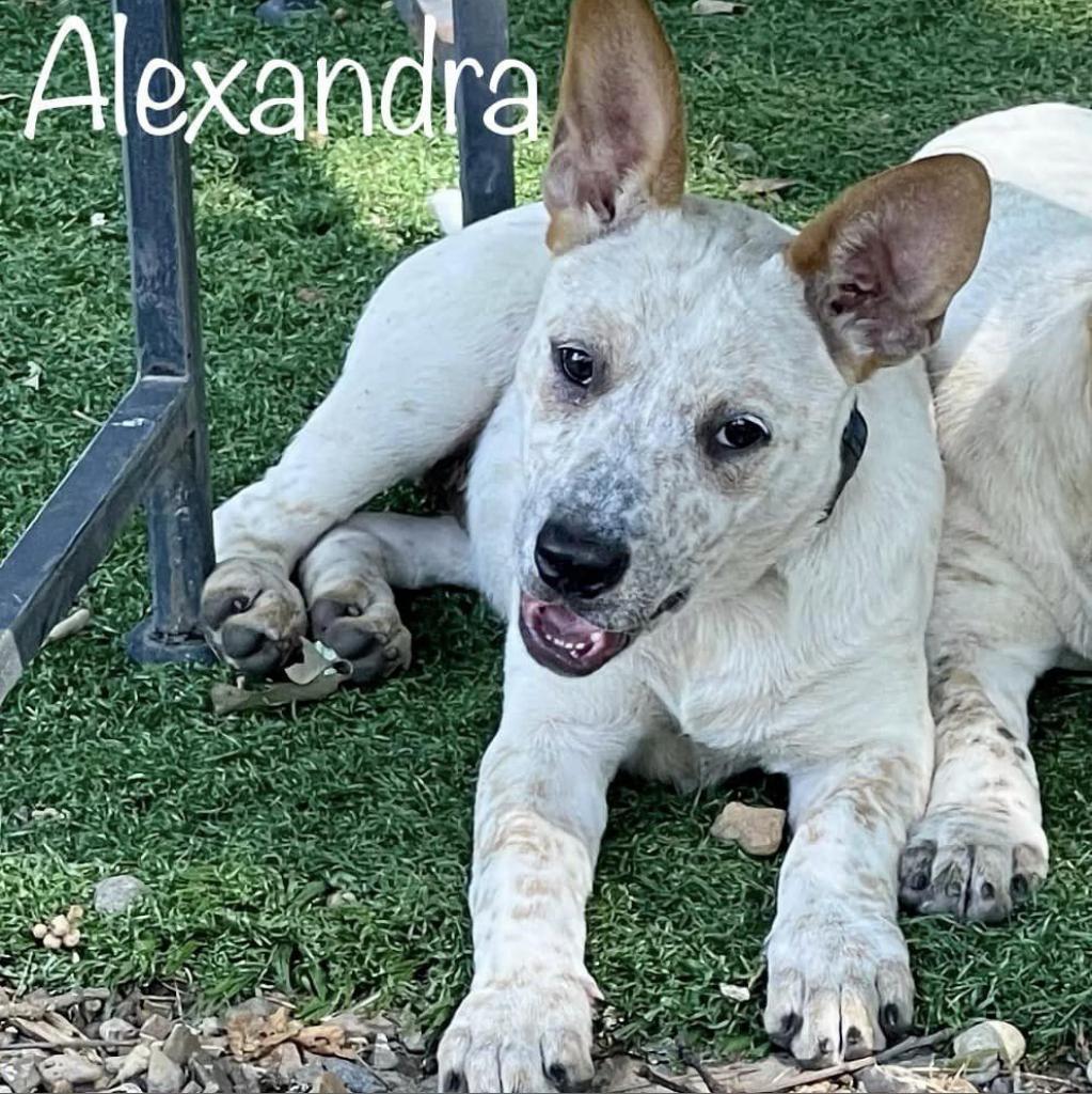 Alexandra *special needs*deaf*, Adoptable, Adult Female Australian Cattle Dog / Blue Heeler.