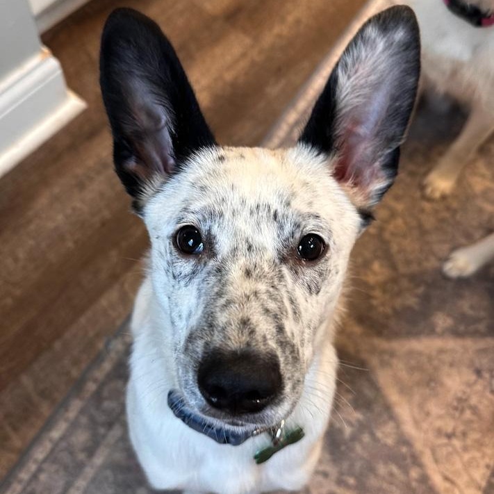 Boone, a ADOPTABLE mixed breed in Toledo, OH image 1/2