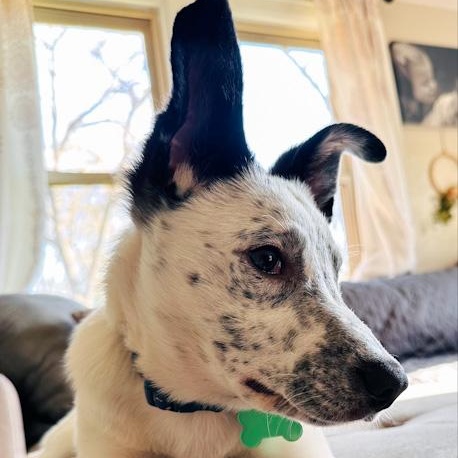 Boone, a ADOPTABLE mixed breed in Toledo, OH image 2/2