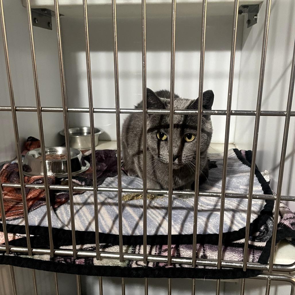 Enlarge Denise, a Adoptable Domestic Short Hair in St. Louis, MO image 1/1