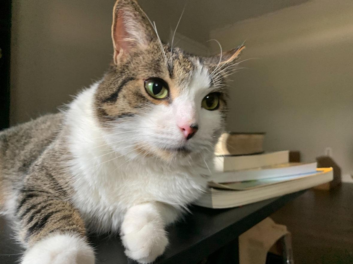 *Zig (declawed/Courtesy Post), Adoptable, Adult Male Domestic Short Hair.