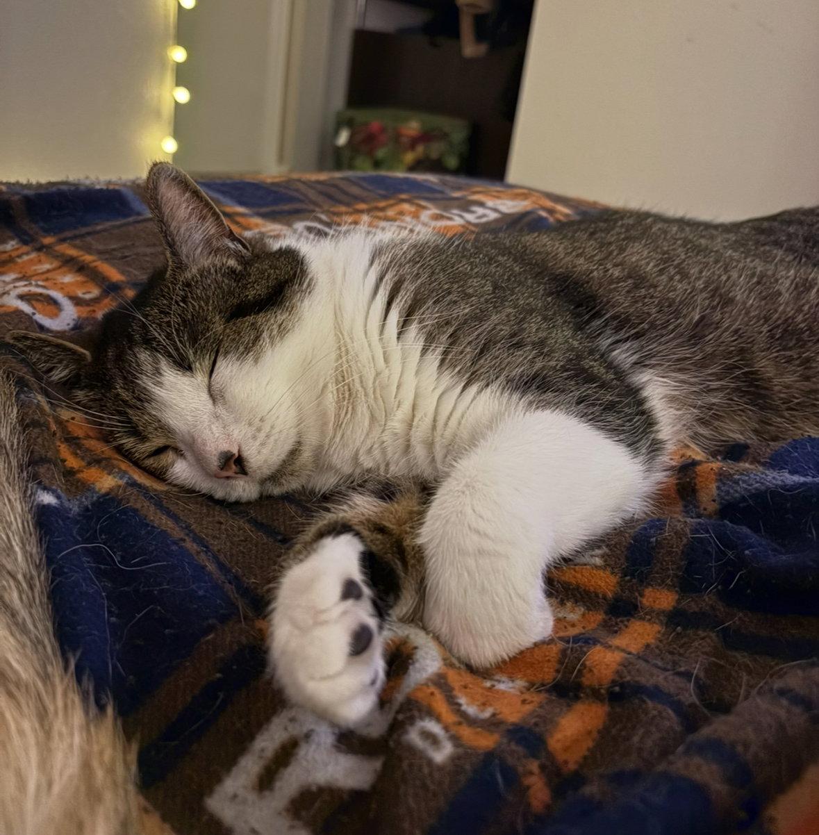 Enlarge *Zig (declawed/Courtesy Post), a Adoptable Domestic Short Hair in Aurora, CO image 2/3