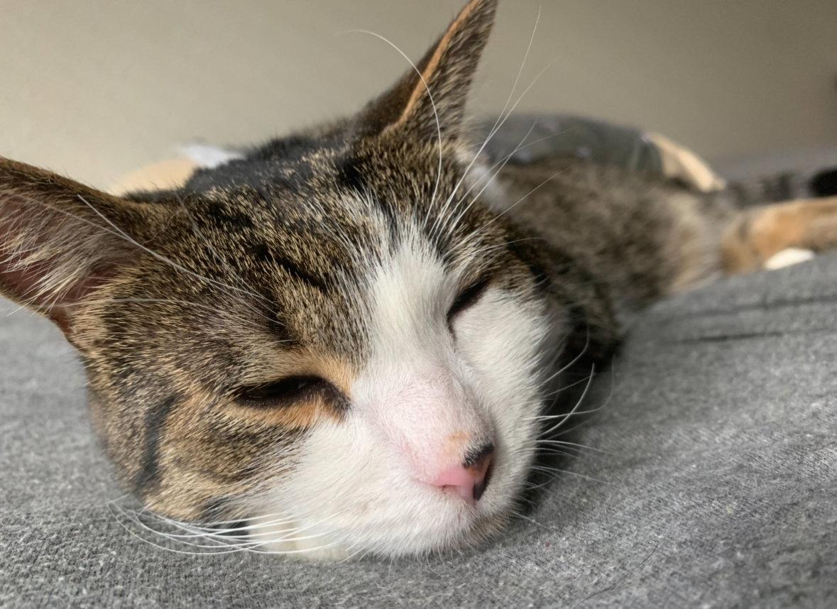 Enlarge *Zig (declawed/Courtesy Post), a Adoptable Domestic Short Hair in Aurora, CO image 3/3