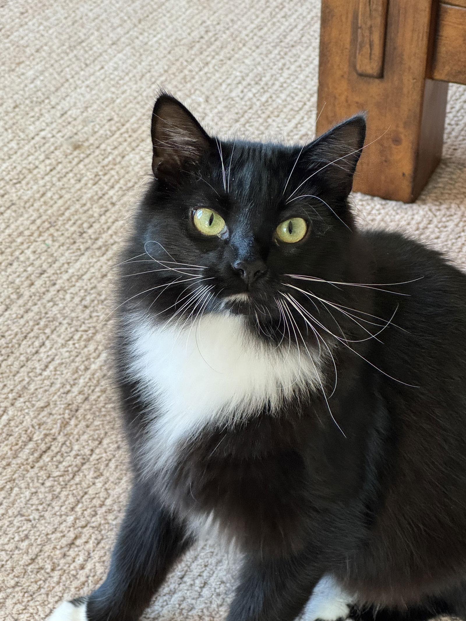 Charlotte, a Adoptable Domestic Long Hair in Lutherville, MD image 2/3