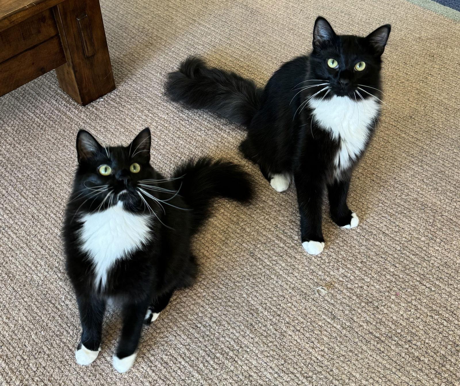 Charlotte, a Adoptable Domestic Long Hair in Lutherville, MD image 3/3