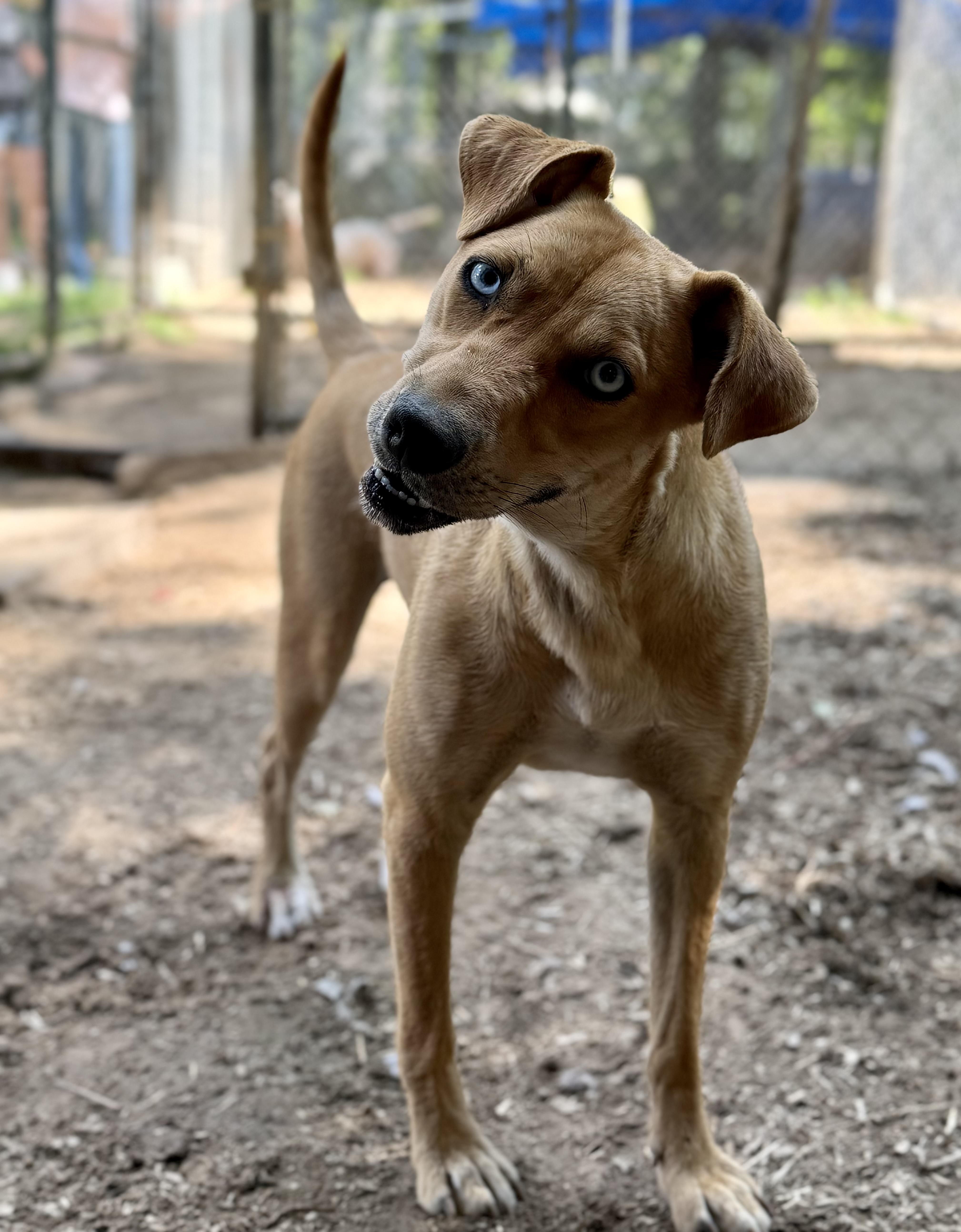 Enlarge Chelsea, a Adoptable mixed breed in Pembroke, MA image 4/4