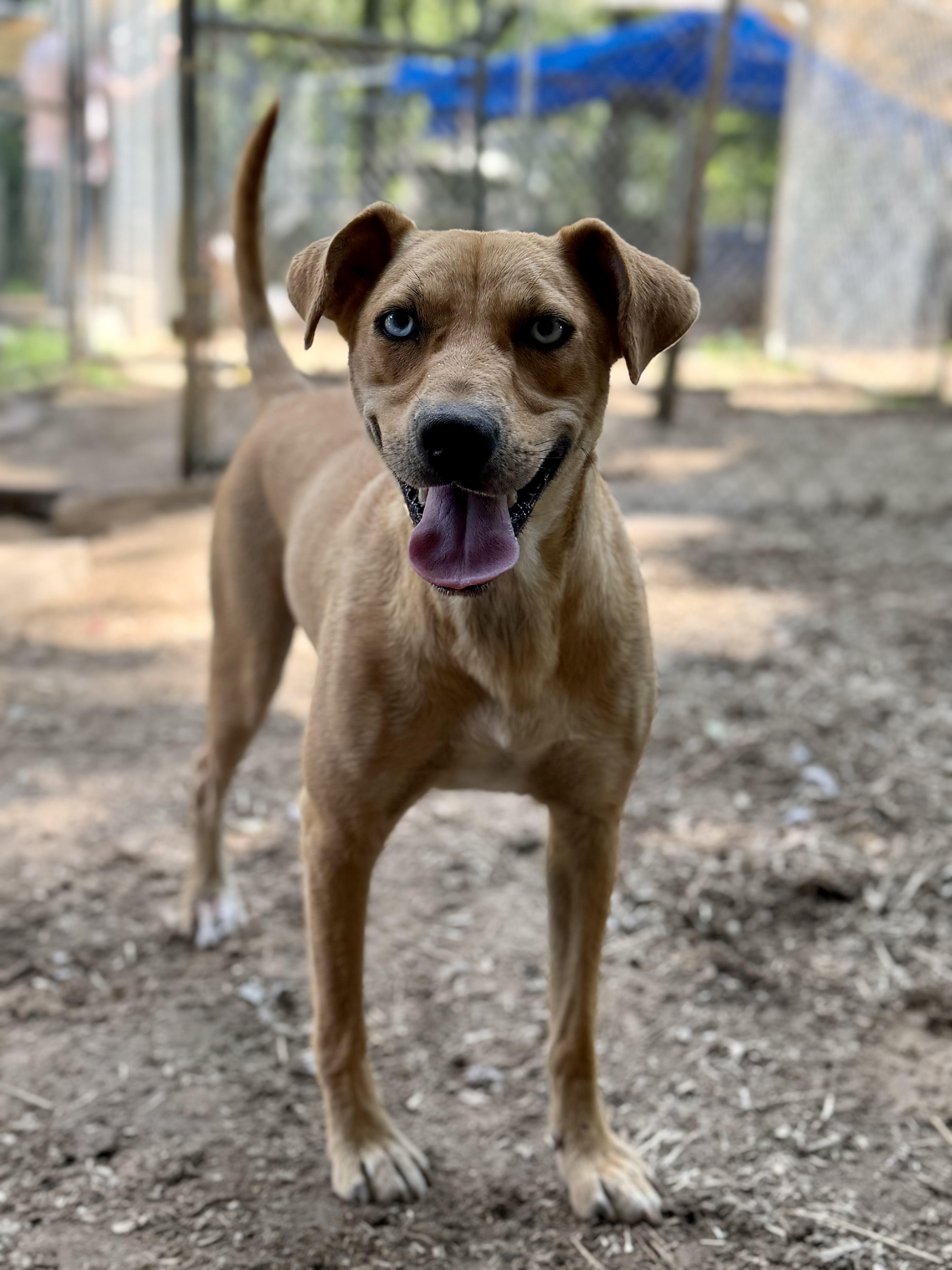 Enlarge Chelsea, a Adoptable mixed breed in Pembroke, MA image 2/4