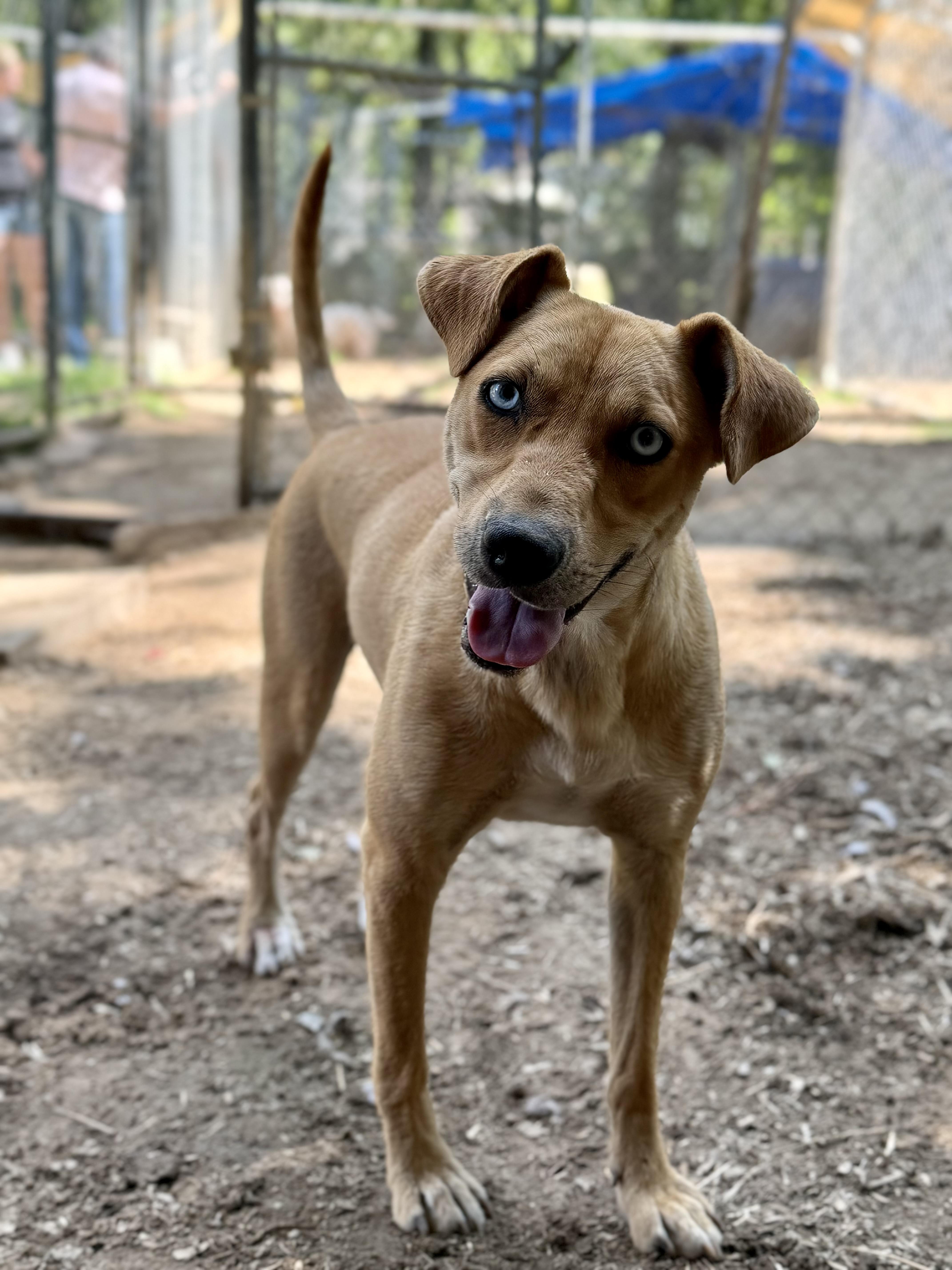 Chelsea, Adoptable, Young Female Pit Bull Terrier.
