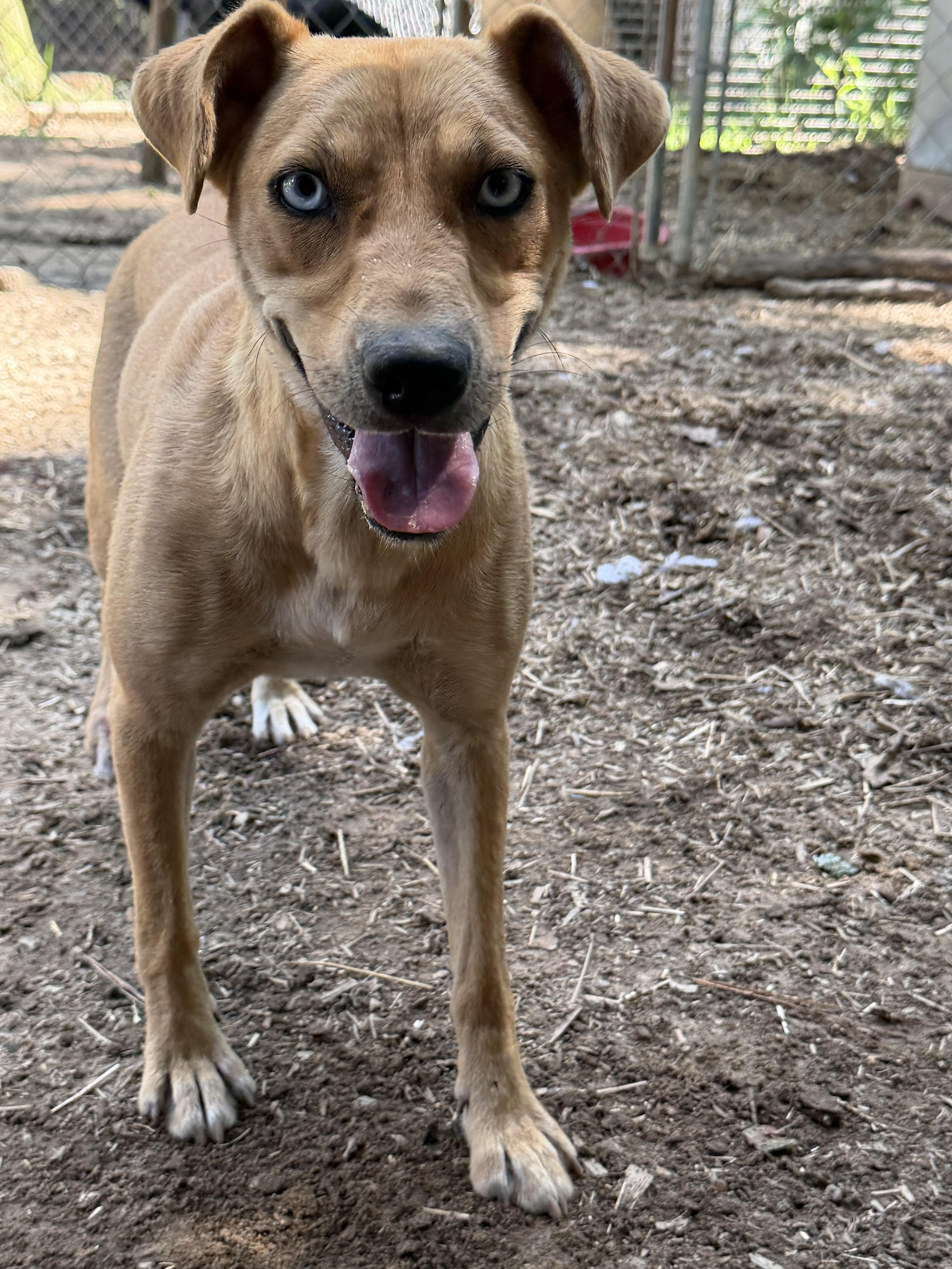 Enlarge Chelsea, a Adoptable mixed breed in Pembroke, MA image 3/4