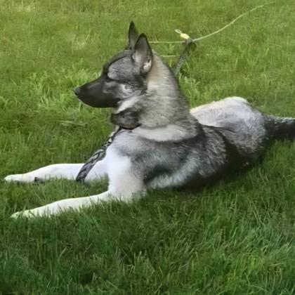 Rigley+, Adoptable, Senior Female Husky & Mixed Breed.