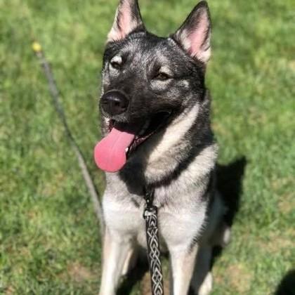Enlarge Rigley+, a Adoptable mixed breed in Elk Grove Village, IL image 2/3
