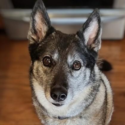 Enlarge Rigley+, a Adoptable mixed breed in Elk Grove Village, IL image 3/3