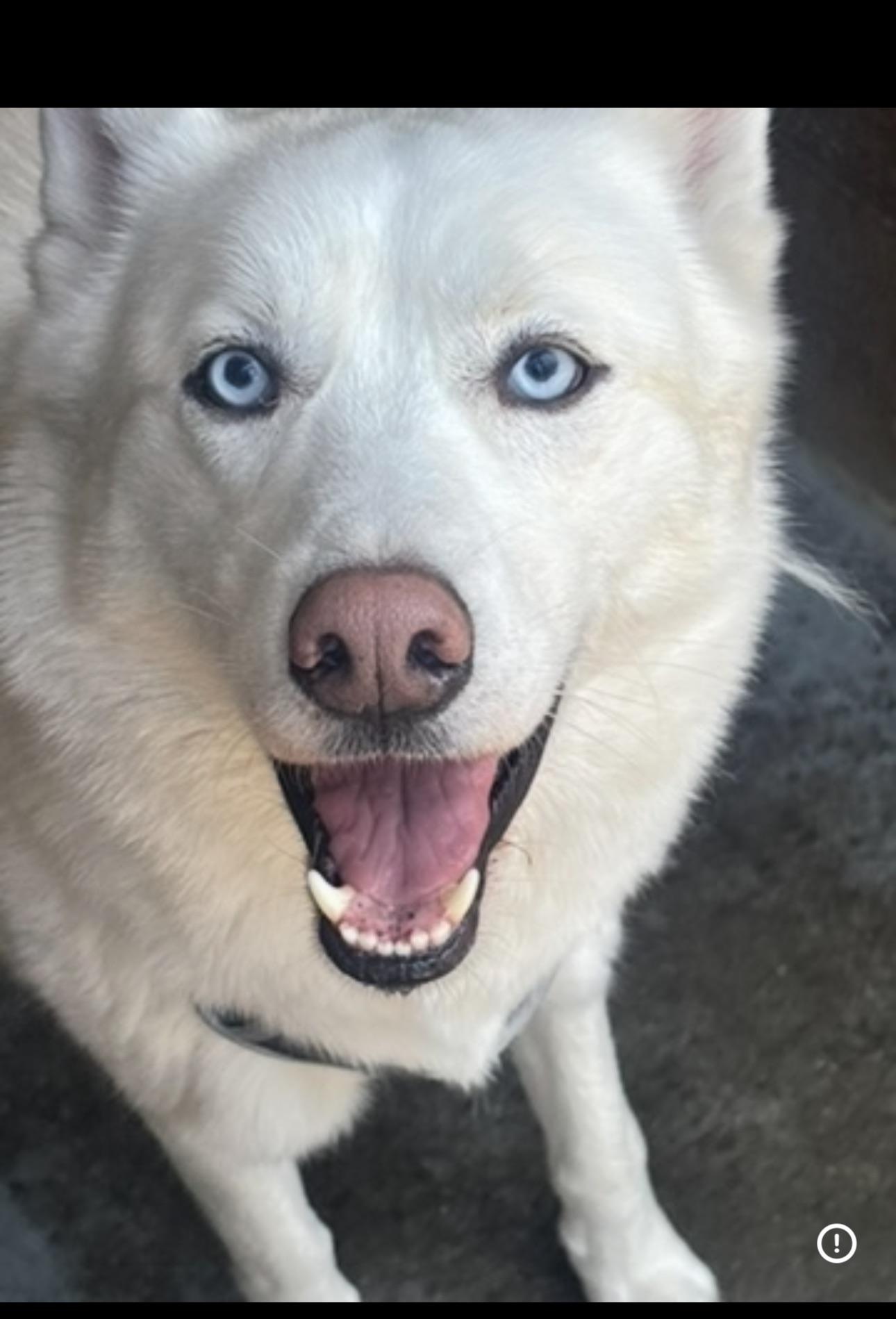 Everest, ADOPTABLE, Adult Male Siberian Husky.