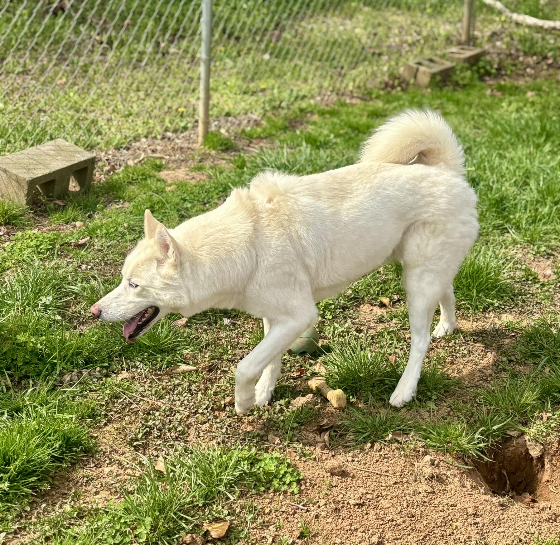 Enlarge Everest, a ADOPTABLE Siberian Husky in Franklin, KY image 6/6