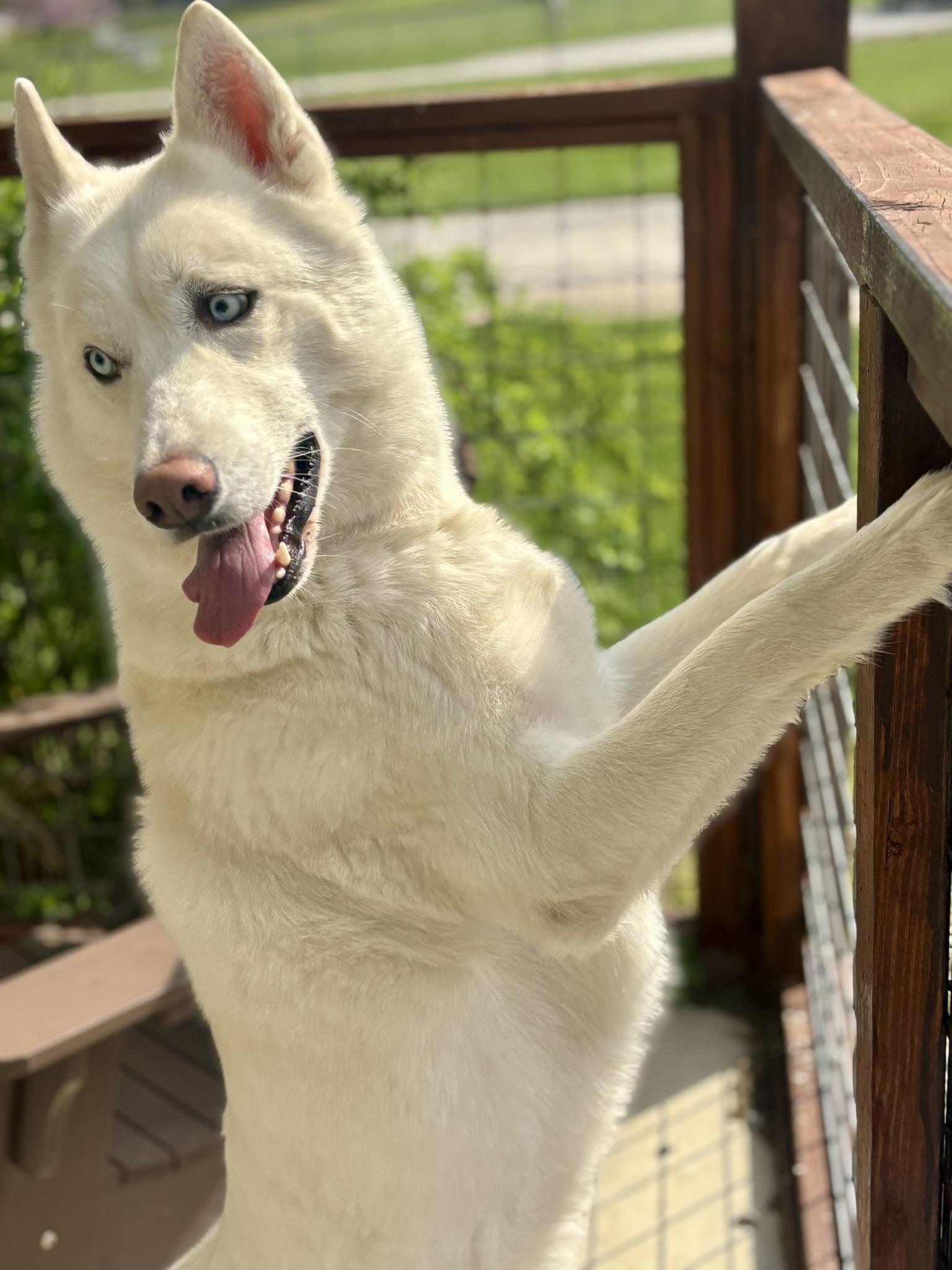 Enlarge Everest, a ADOPTABLE Siberian Husky in Franklin, KY image 5/6