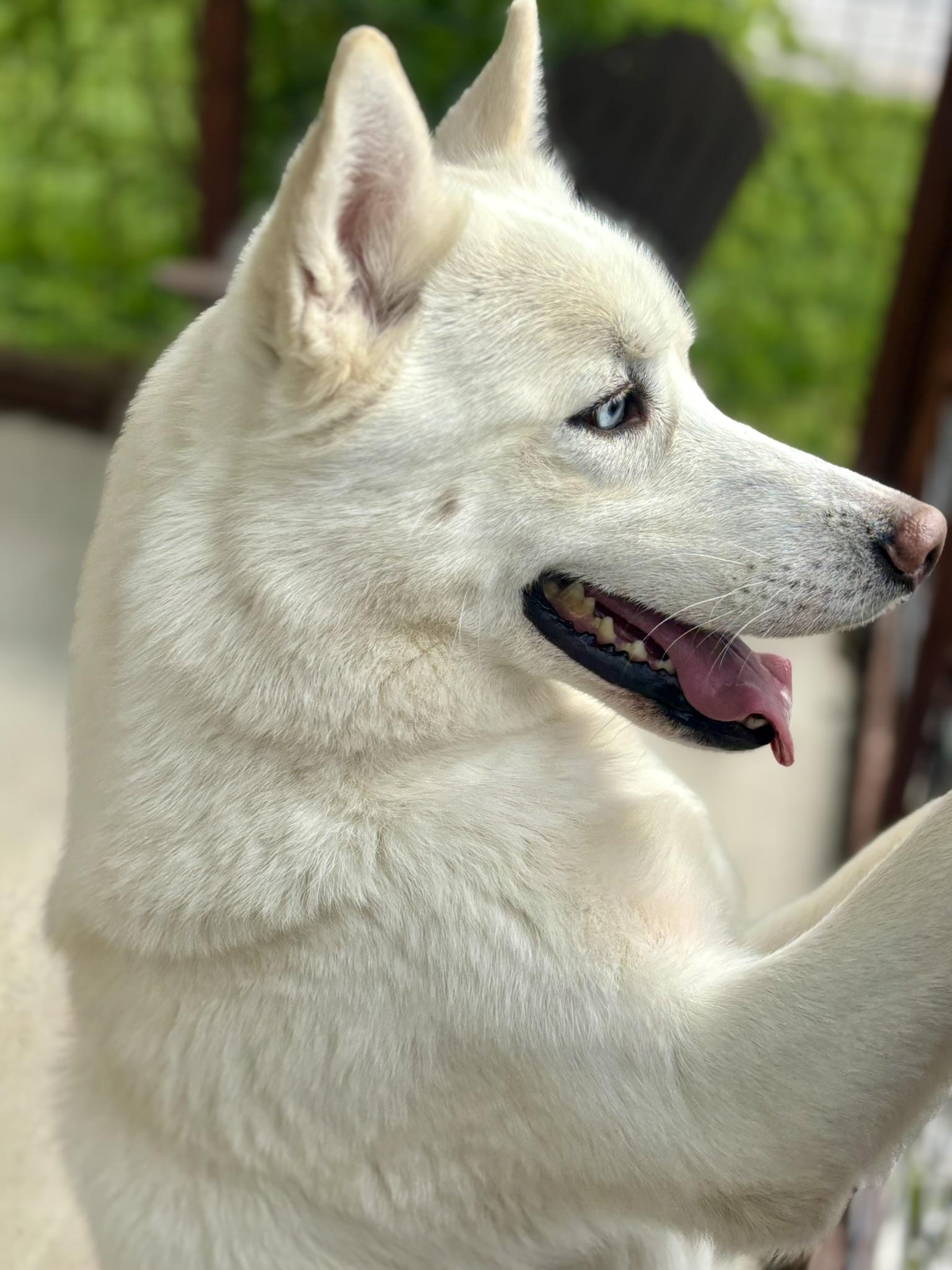 Enlarge Everest, a ADOPTABLE Siberian Husky in Franklin, KY image 4/6